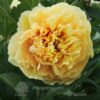 pfingstrose-paeonia-peony-Garden Treasure