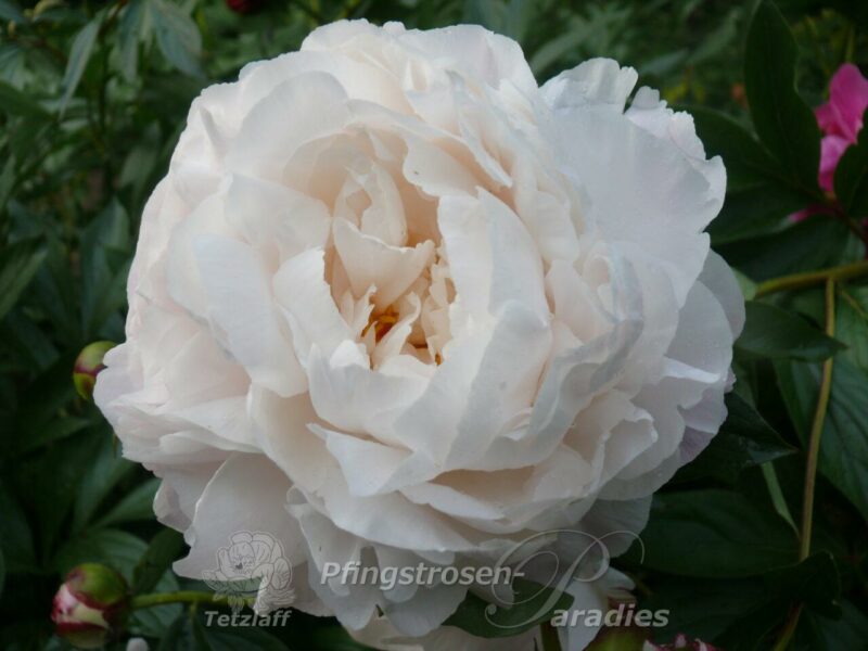 pfingstrose-paeonia-peony-Gardenia