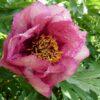 pfingstrose-paeonia-peony-Gauguin