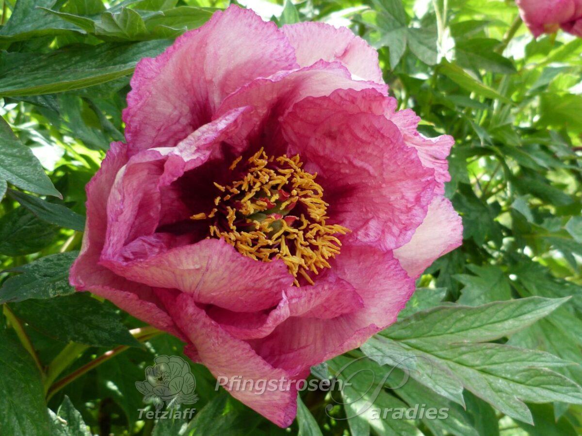 pfingstrose-paeonia-peony-Gauguin