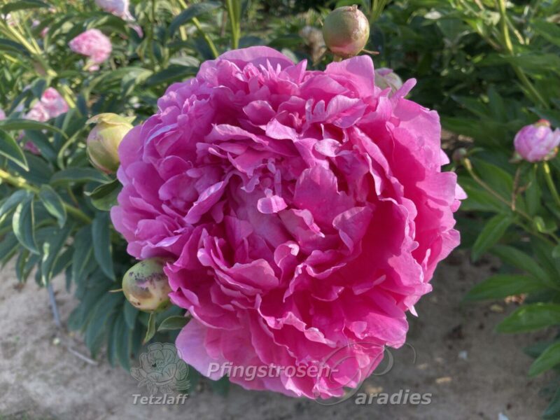 pfingstrose-paeonia-peony-Glory Hallelujah