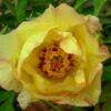 pfingstrose-paeonia-peony-Golden Vanity