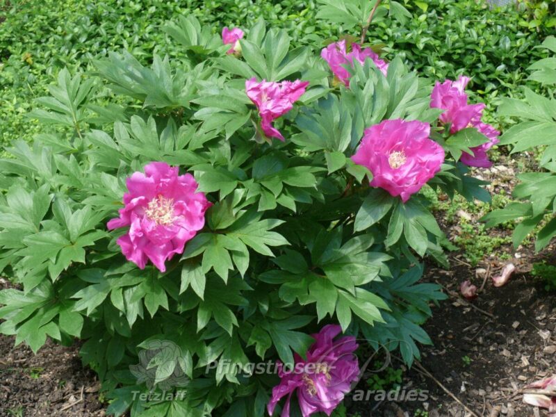 pfingstrose-paeonia-peony-Gordon E. Simonson