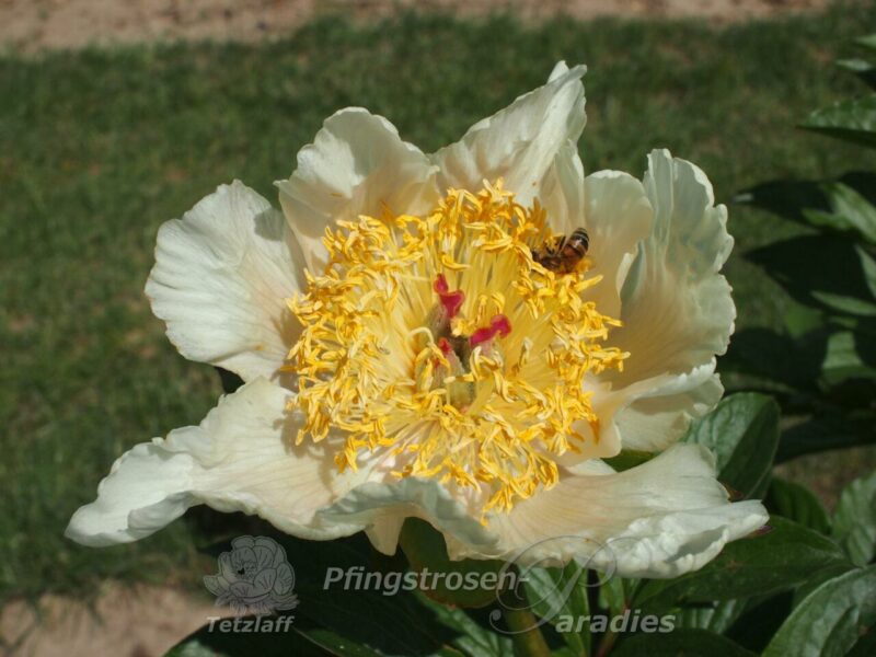 pfingstrose-paeonia-peony-Green smdbl. Seedling