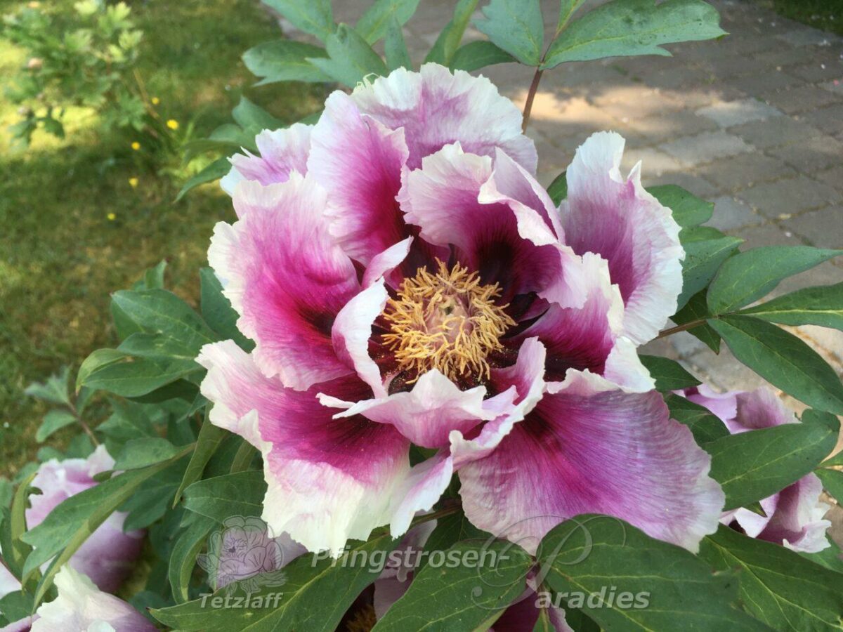 pfingstrose-paeonia-peony-Guardian of the Monastery