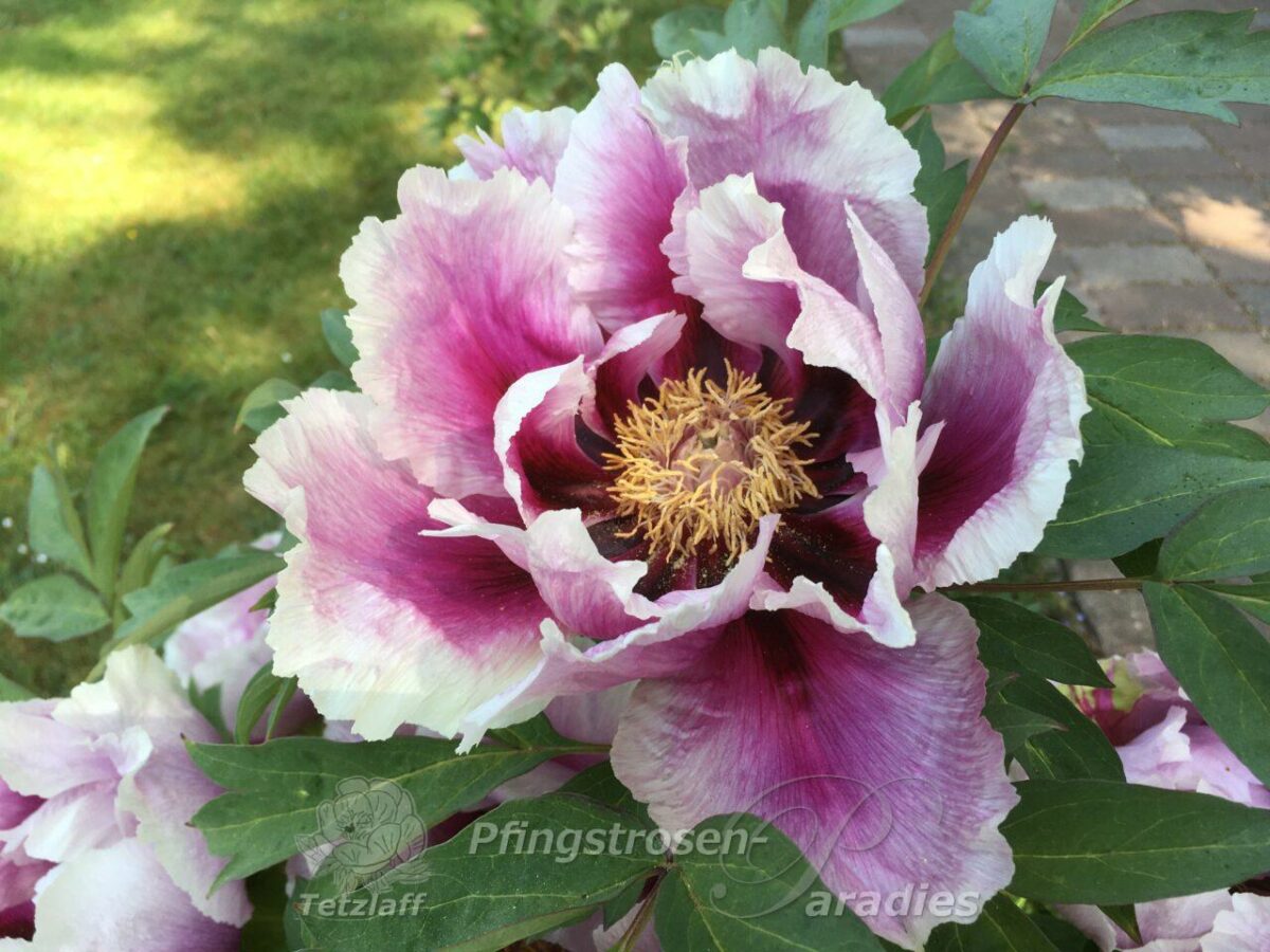 pfingstrose-paeonia-peony-Guardian of the Monastery