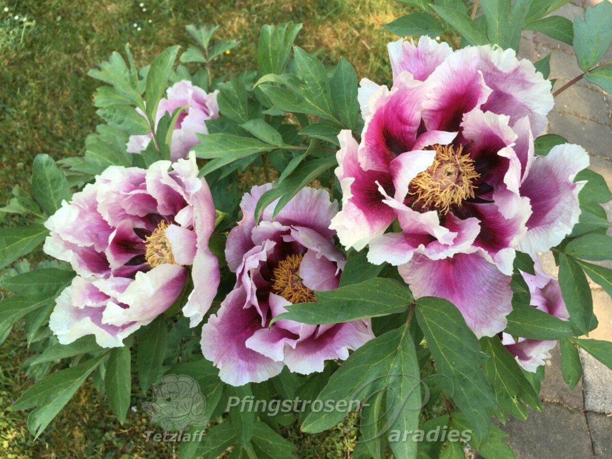 pfingstrose-paeonia-peony-Guardian of the Monastery