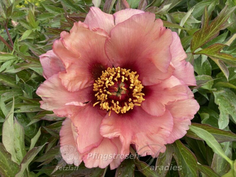 pfingstrose-paeonia-peony-Gulnara