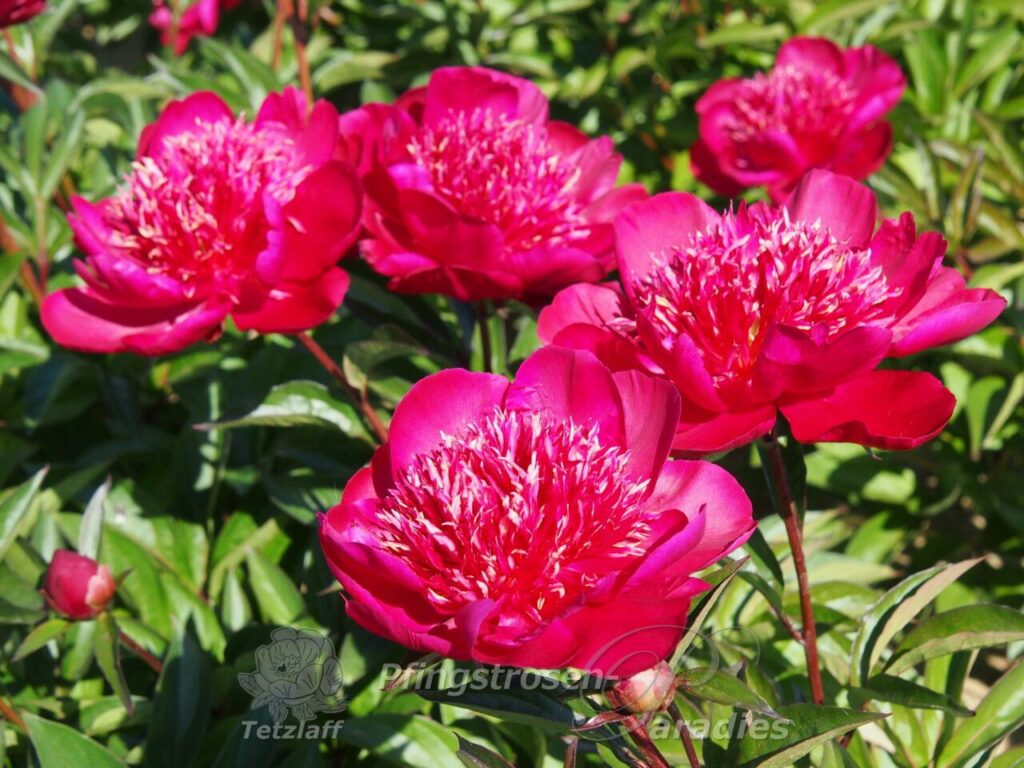 Paeonia 'Hari Ai Nin' | Pfingstrosen-Paradies Tetzlaff