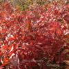 Harvest Herbstfärbung