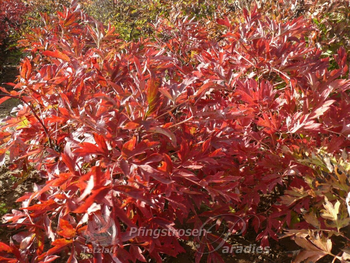 Harvest Herbstfärbung