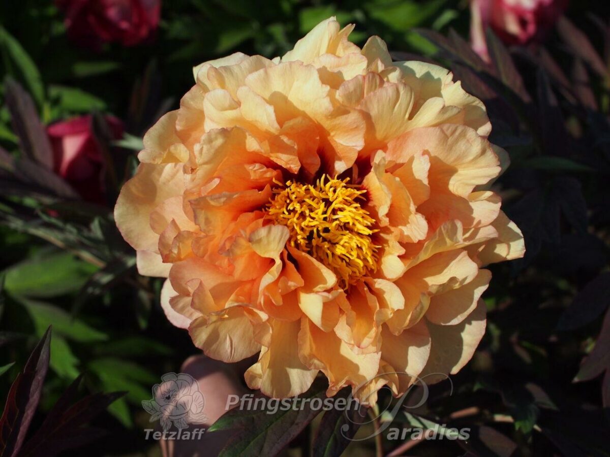 pfingstrose-paeonia-peony-Harvest