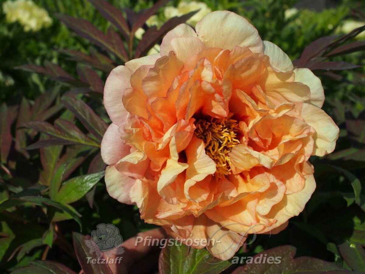 pfingstrose-paeonia-peony-Harvest