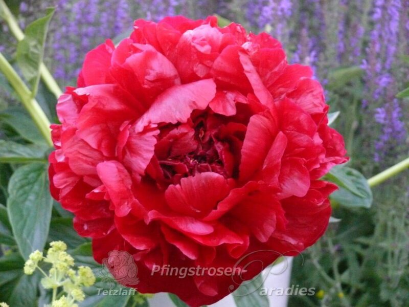 pfingstrose-paeonia-peony-Henry Bockstoce