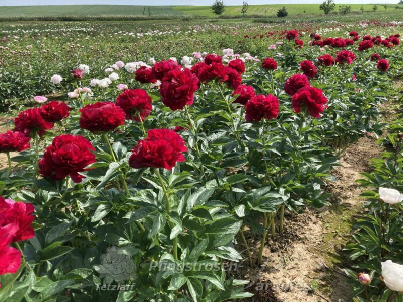 pfingstrose-paeonia-peony-Henry Bockstoce