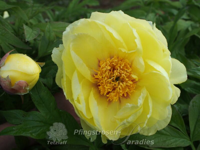 pfingstrose-paeonia-peony-High Noon