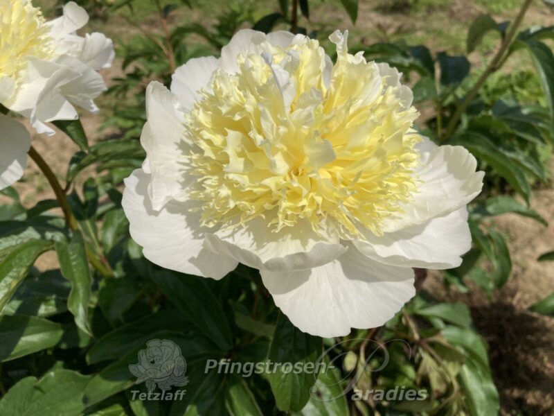 pfingstrose-paeonia-peony-Honey Gold