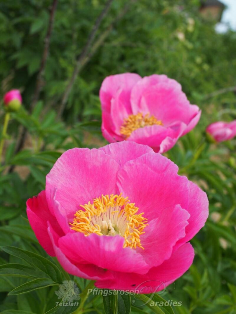 pfingstrose-paeonia-peony-Honor