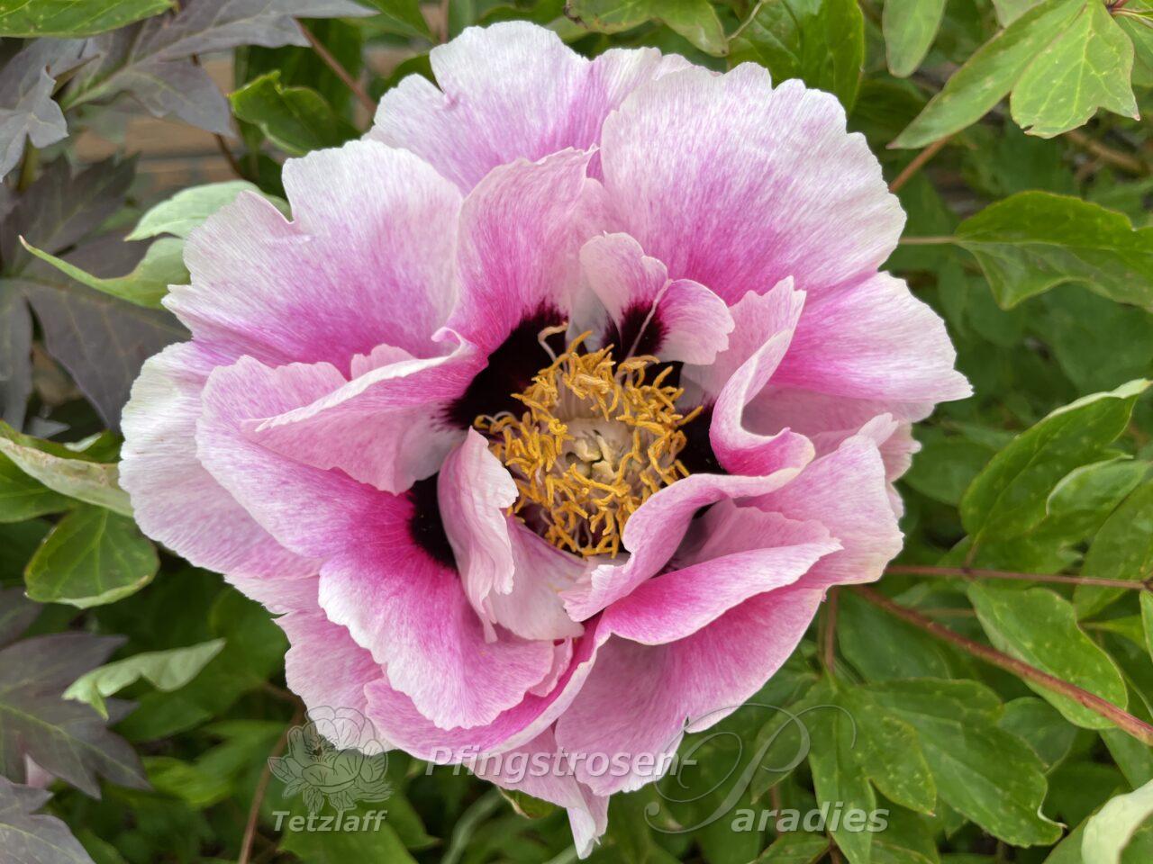 Paeonia 'Hui He' | Pfingstrosen-Paradies Tetzlaff