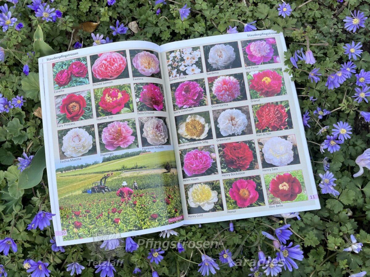 Pfingstrosen-Paradies Katalog