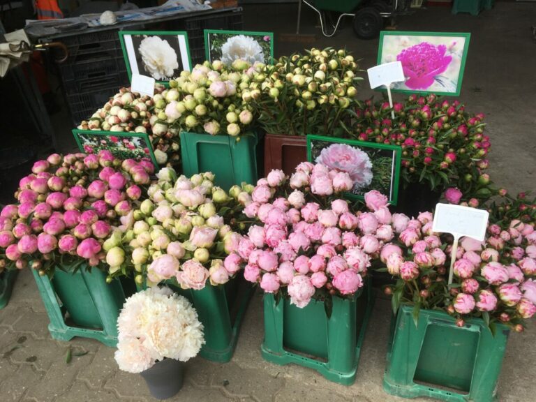 Pfingstrosen Schnittblumen