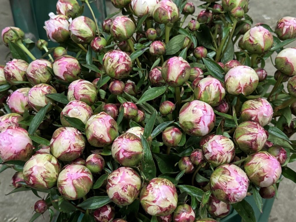 Sarah Bernhardt Peony