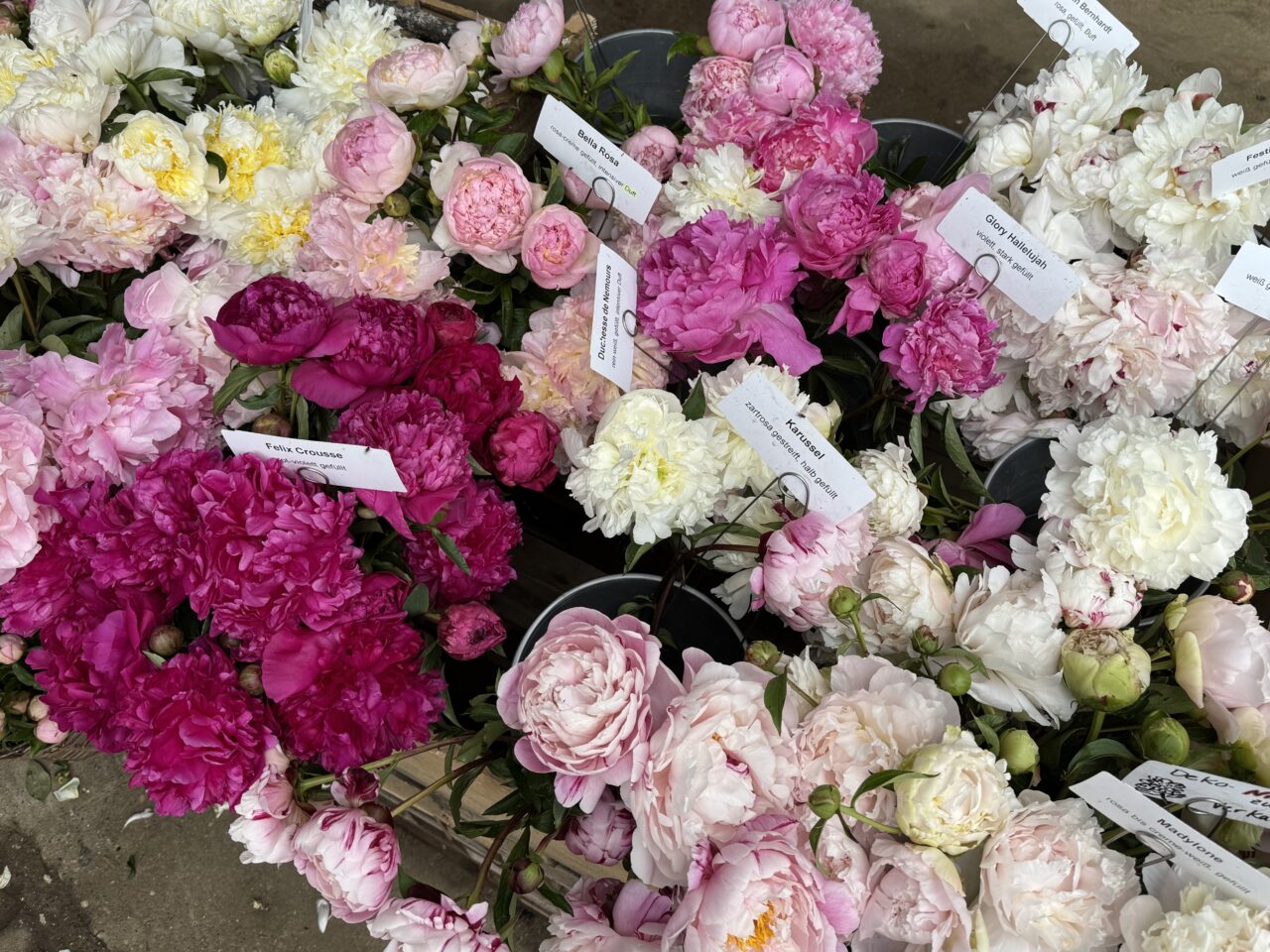Pfingstrosen Schnittblumen