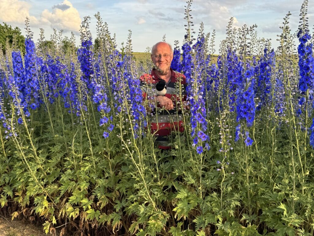 Stephan Tetzlaff Delphinium