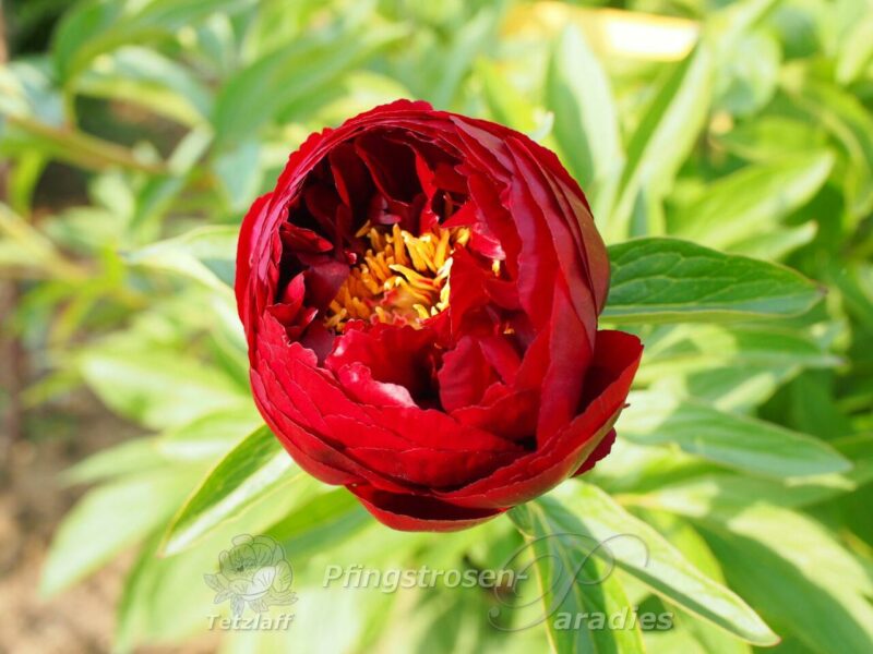 pfingstrose-paeonia-peony-Illini Belle