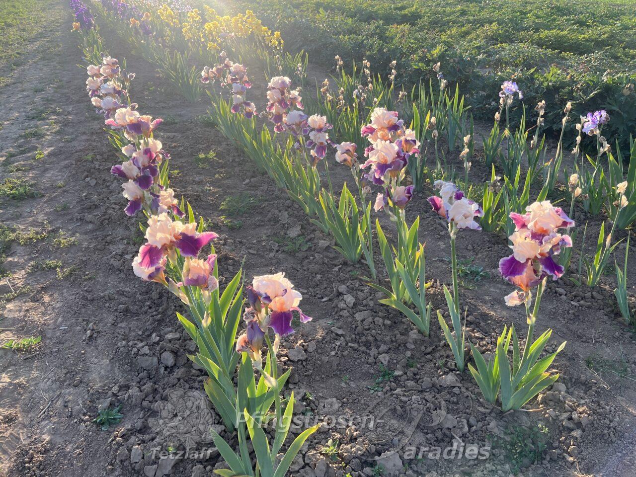 Iris 'Cherry Blossom Song' - Schwertlilie | Pfingstrosen-Paradies Tetzlaff