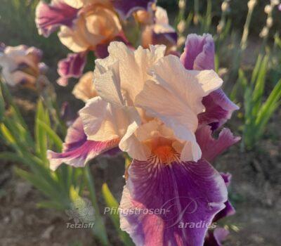 Iris 'Cherry Blossom Song'