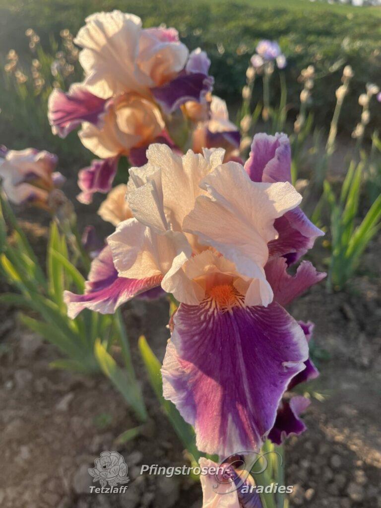 Iris 'Cherry Blossom Song' - Schwertlilie | Pfingstrosen-Paradies Tetzlaff