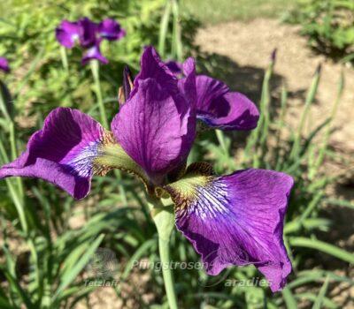 Iris sibirica 'Ewen'