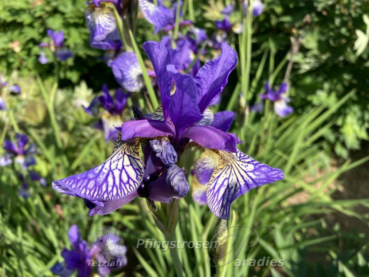 Iris sibirica 'Shaker's Prayer'