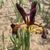 Iris spuria Antiqua