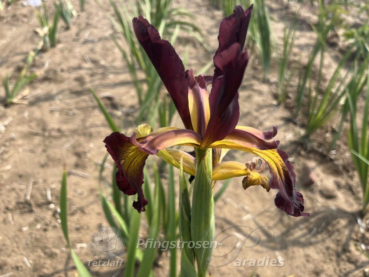 Iris spuria Antiqua