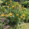 Iris spuria Imperial Bronce
