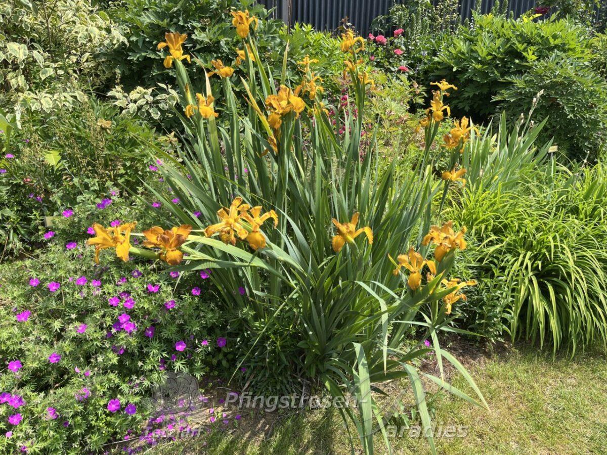 Iris spuria Imperial Bronce