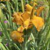 Iris spuria Imperial Bronce