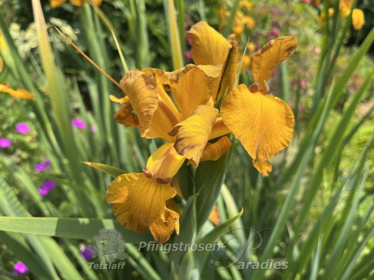 Iris spuria Imperial Bronce