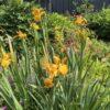 Iris spuria Imperial Bronce