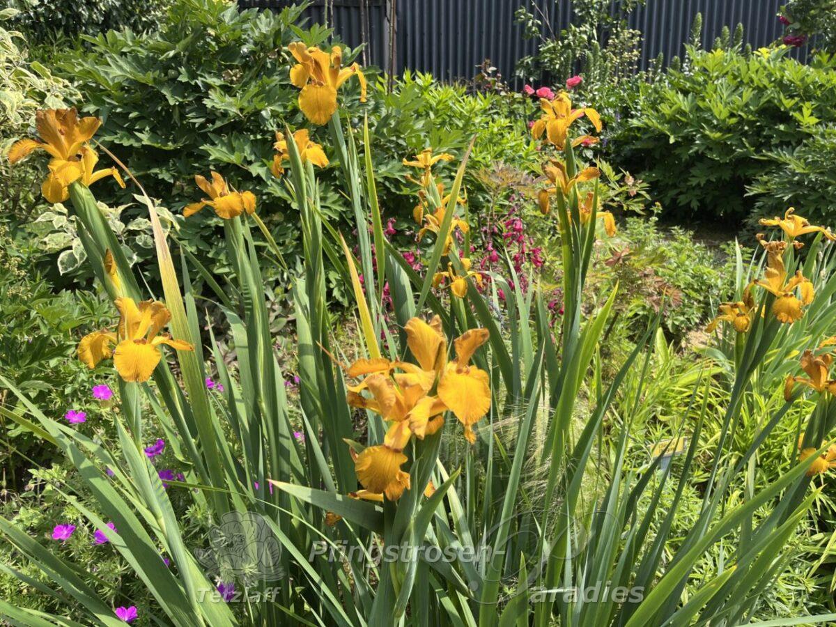 Iris spuria Imperial Bronce