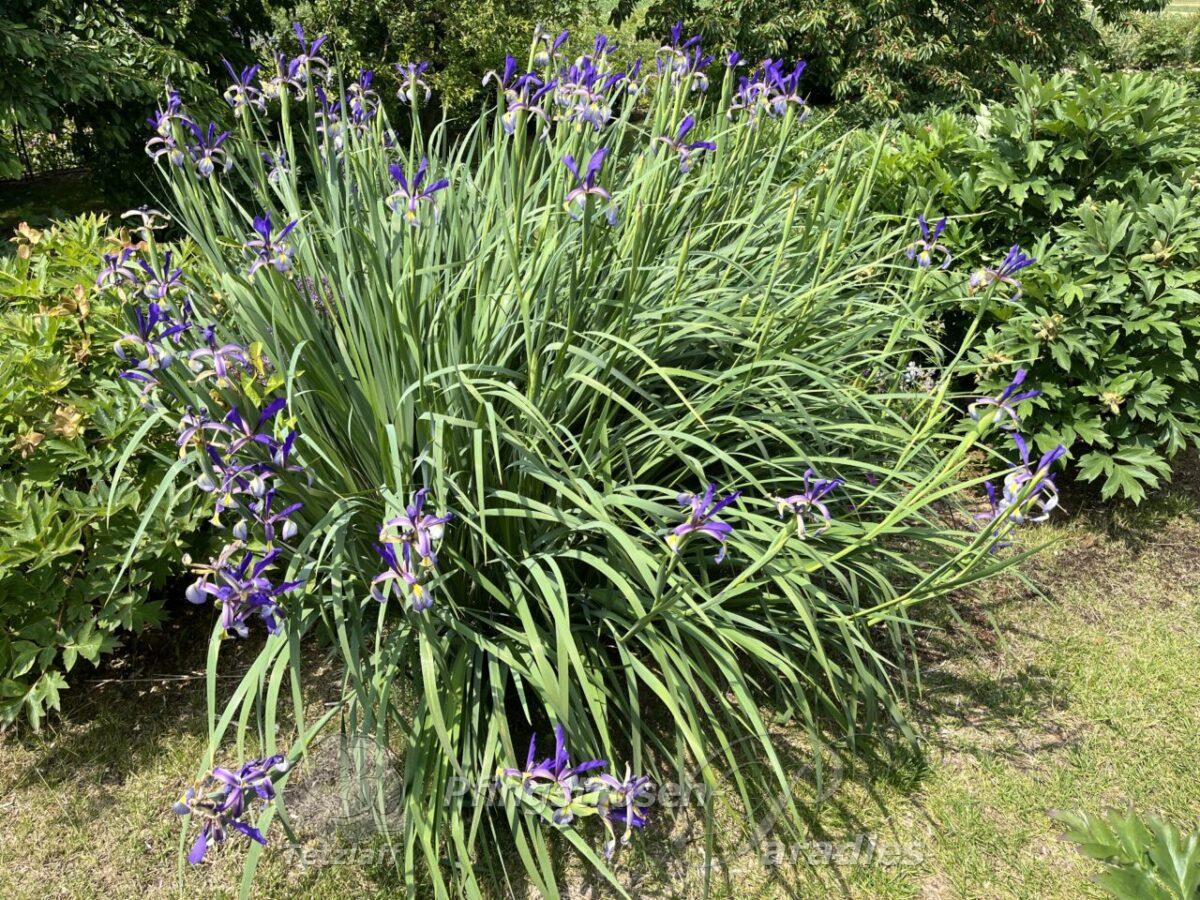 Iris spuria Premier