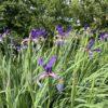 Iris spuria Premier