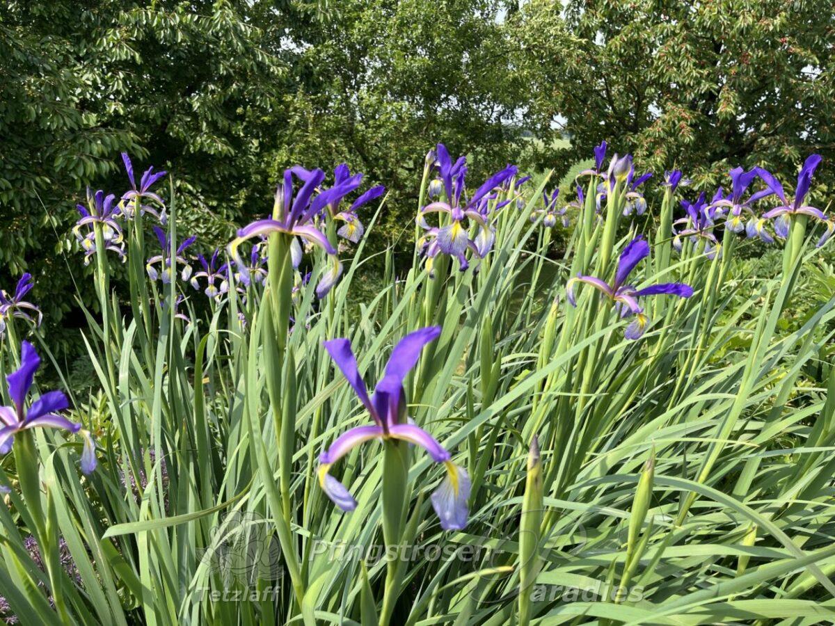 Iris spuria Premier