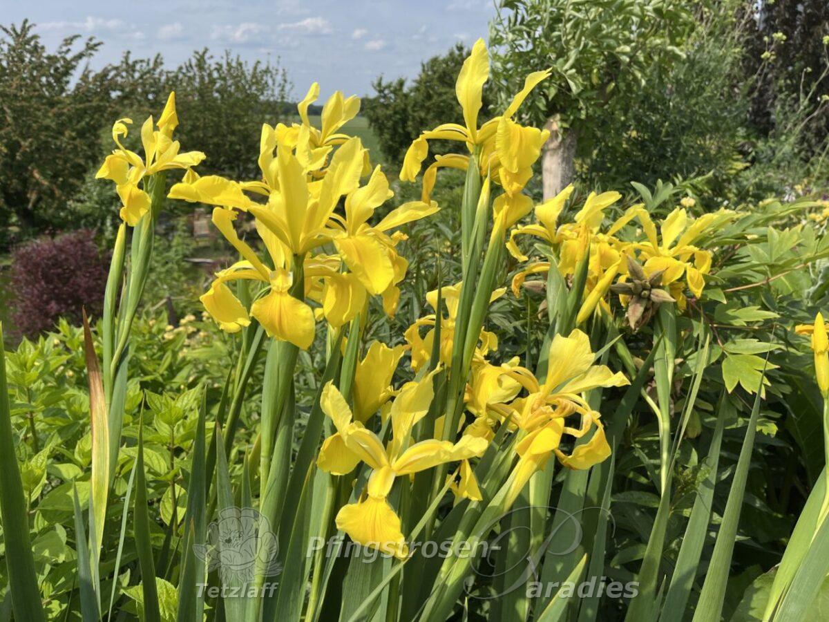 Iris spuria Skyline