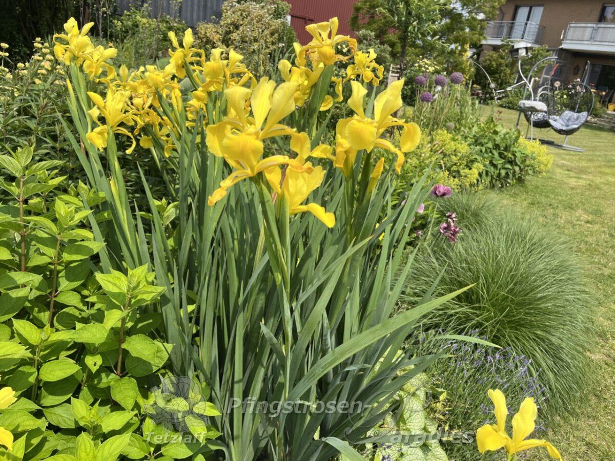 Iris spuria Skyline