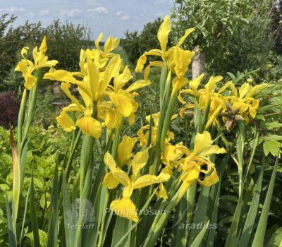 Iris spuria Skyline