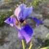 Iris x sibtosa Blauwal (2) Iris x sibtosa Blauwal
