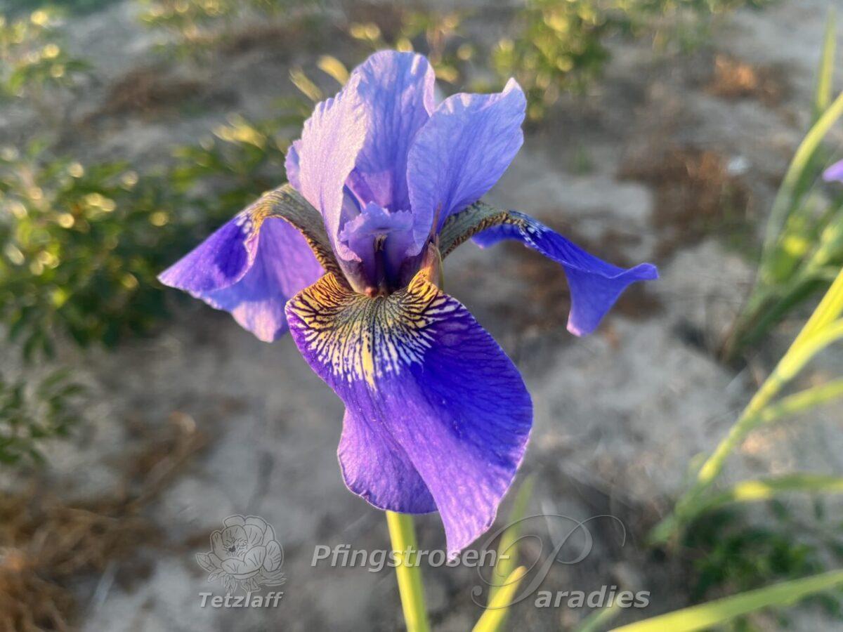 Iris x sibtosa Blauwal (2) Iris x sibtosa Blauwal